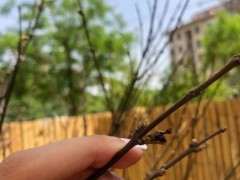 红枫下山桩不长叶子是怎么回事 图片