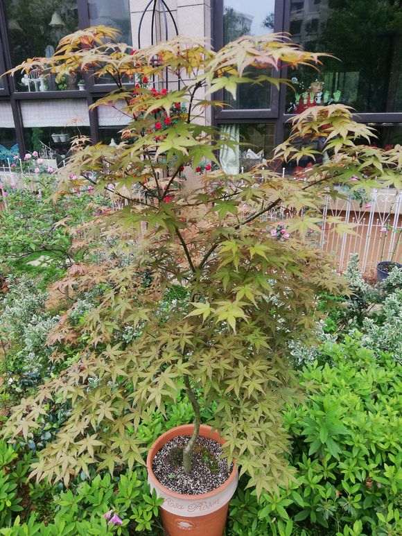 这是什么品种的红枫下山桩