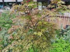 这是什么品种的红枫下山桩 图片