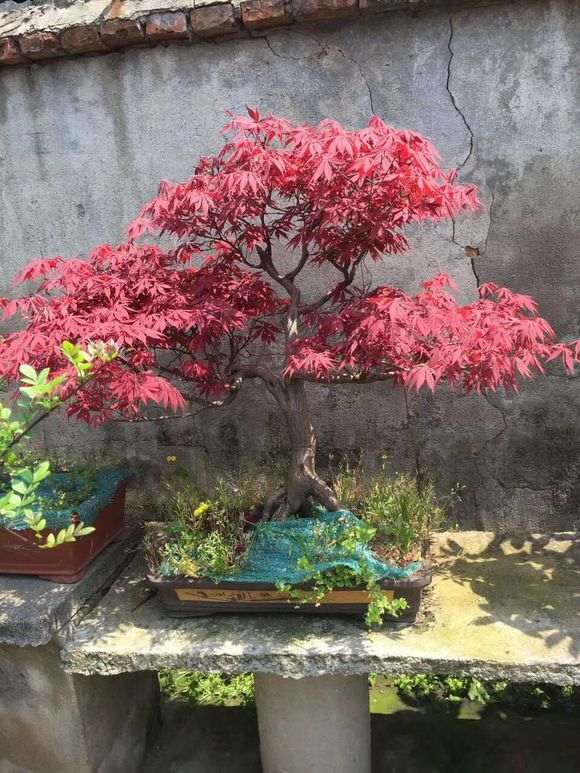 红枫下山桩就黑杆 养不活 怎么办 图片