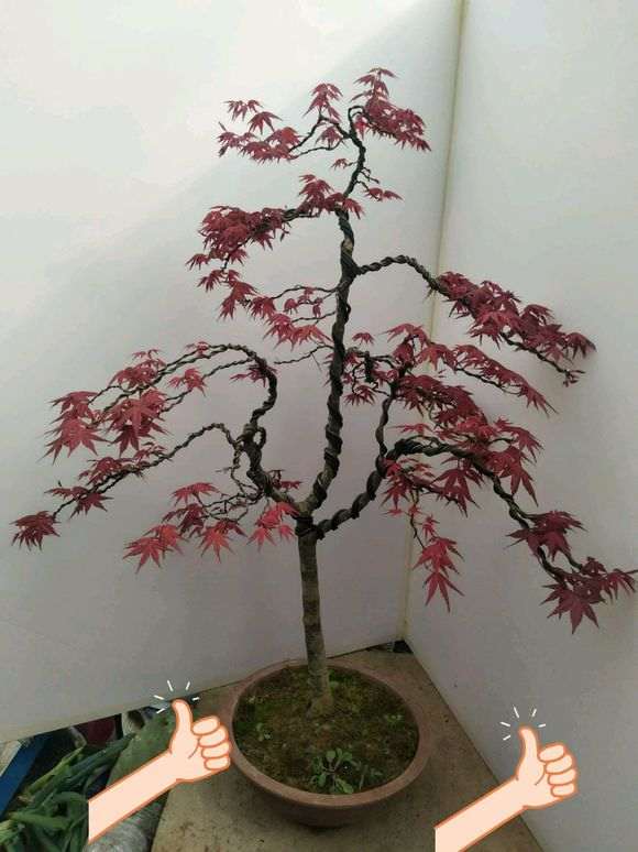 红枫下山桩怎么扎造型的方法 图片