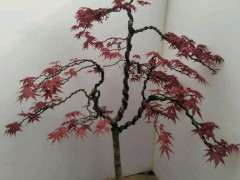 红枫下山桩怎么扎造型的方法 图片