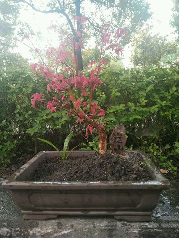 红枫下山桩需要摘些叶子吗 图片