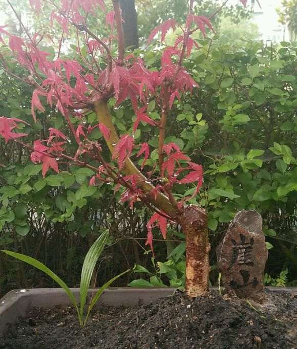 红枫下山桩需要摘些叶子吗 图片