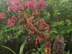 红枫下山桩需要摘些叶子吗 图片