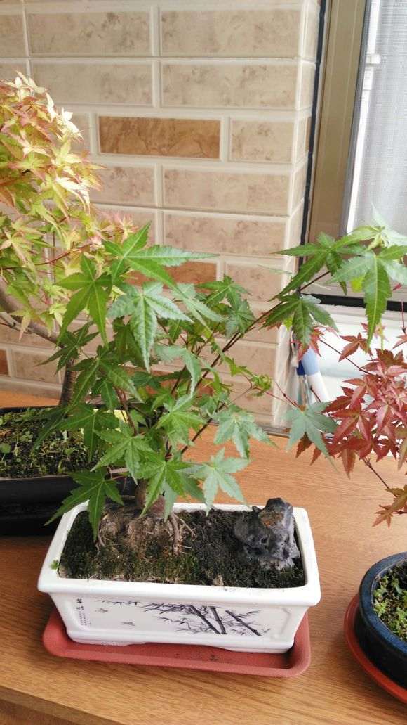 红枫下山桩可以栽一个大盆里吗 图片