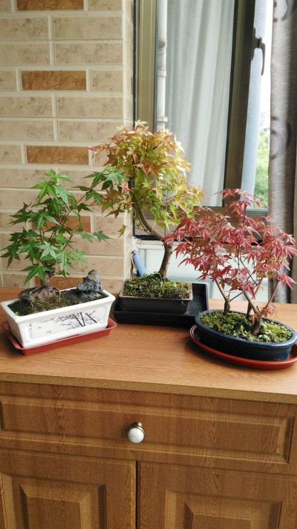 红枫下山桩可以栽一个大盆里吗 图片