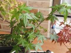 红枫下山桩可以栽一个大盆里吗 图片