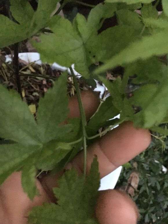 为什么红枫下山桩春季就长得这么快