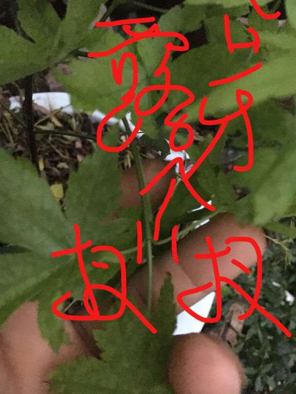 为什么红枫下山桩春季就长得这么快