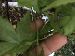 为什么红枫下山桩春季就长得这么快