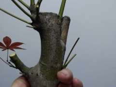 红枫下山桩怎么扦插的实验 图片