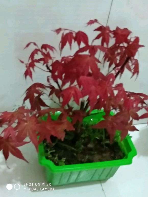 新买的红枫下山桩怎么养活 图片