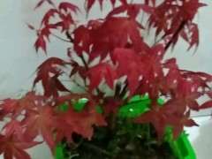 新买的红枫下山桩怎么养活 图片