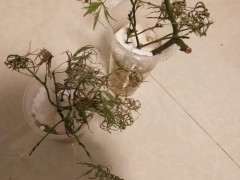 为什么红枫下山桩扦插要求太高 图片