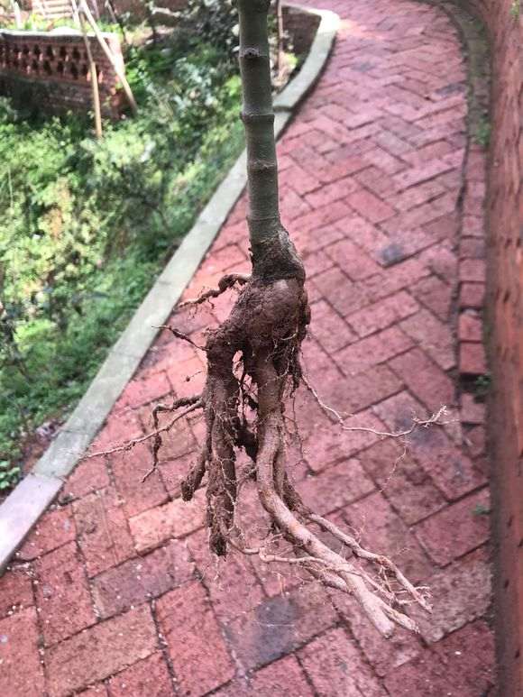 入手一棵流泉红枫下山桩下山桩 图片