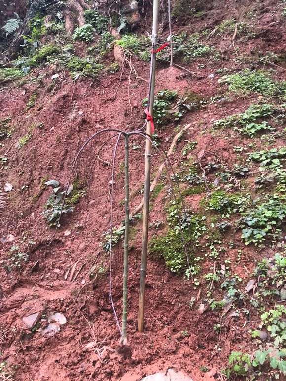 入手一棵流泉红枫下山桩下山桩 图片