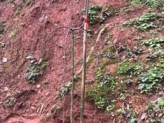 入手一棵流泉红枫下山桩 可以吗 图片