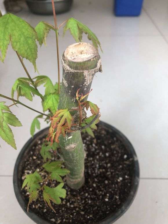 红枫下山桩发现黑杆了 怎么办 图片