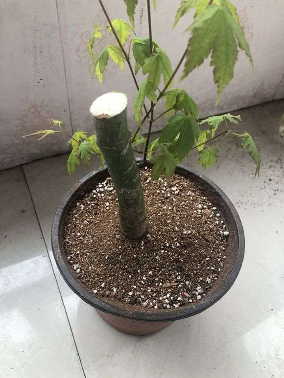 红枫下山桩发现黑杆了 怎么办 图片