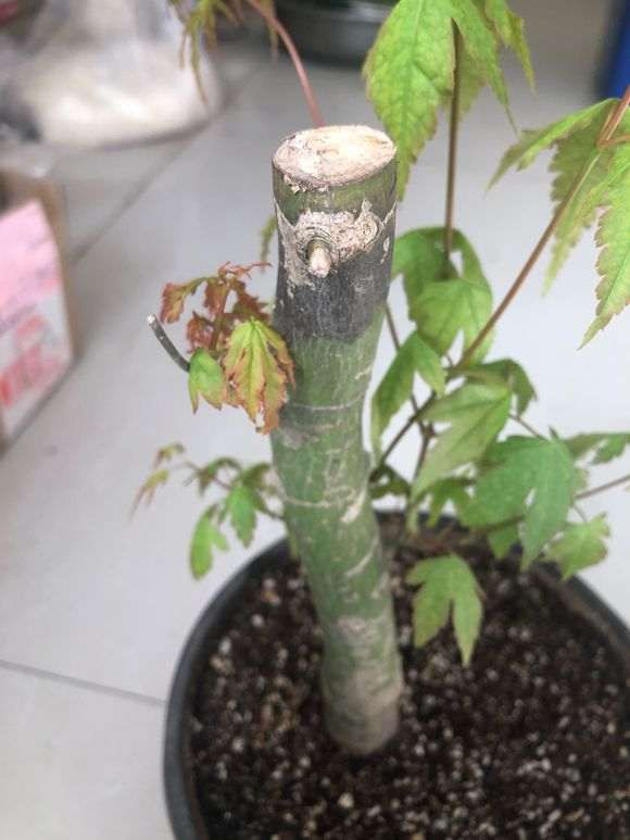 红枫下山桩发现黑杆了 怎么办 图片