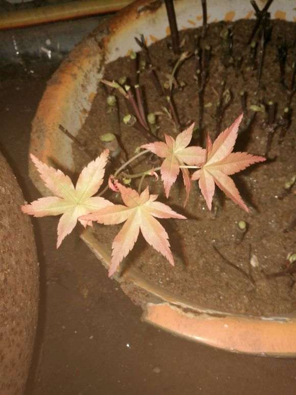 扦插了一个月的红枫下山桩 能否成活