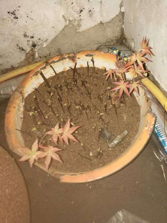扦插了一个月的红枫下山桩 能否成活