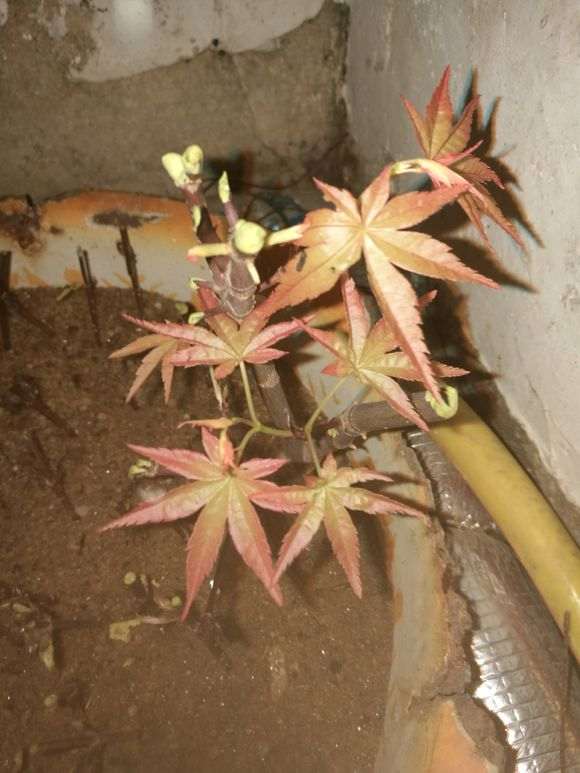 扦插了一个月的红枫下山桩 能否成活