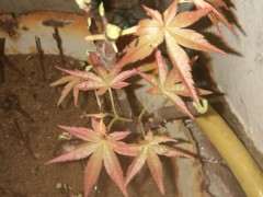 扦插了一个月的红枫下山桩 能否成活