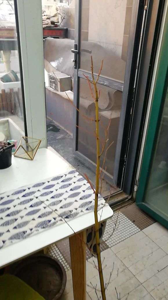 新入红枫下山桩 120元 贵吗 图片