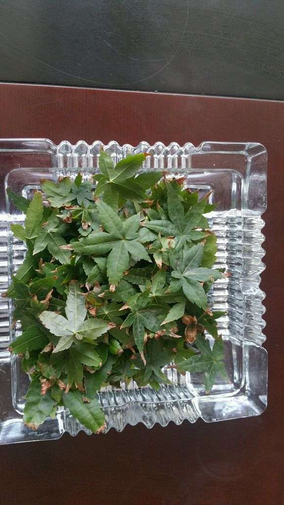 红枫下山桩不摘叶是不是也可以 图片