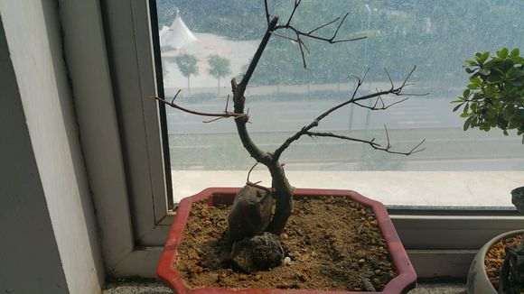 红枫下山桩不摘叶是不是也可以 图片