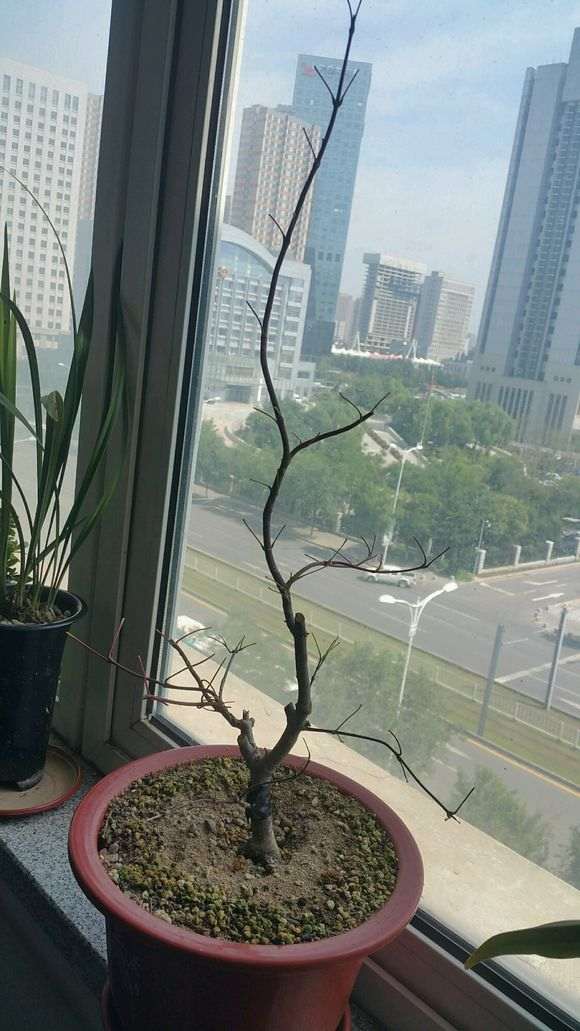 红枫下山桩不摘叶是不是也可以 图片