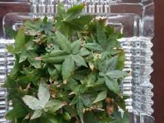 红枫下山桩不摘叶是不是也可以 图片