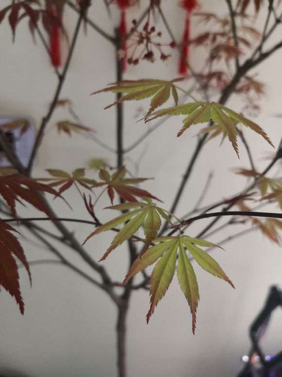 昨天发现红枫下山桩 叶子变绿 怎么办