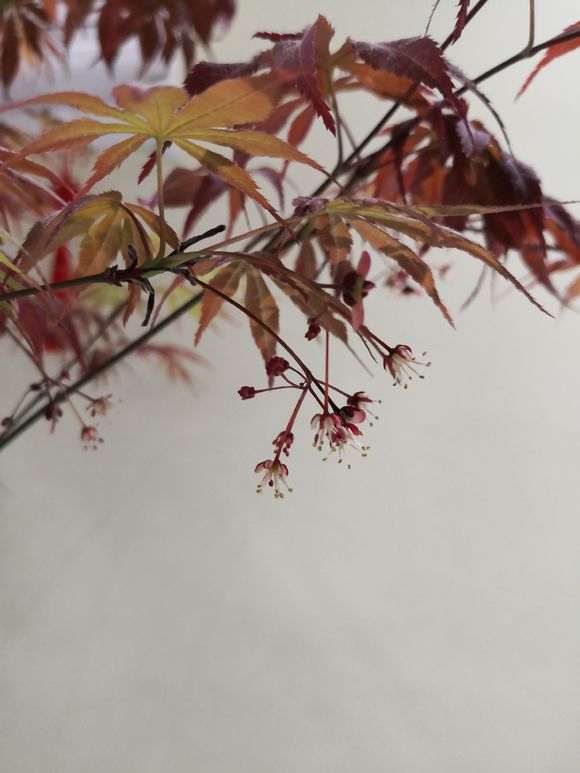 昨天发现红枫下山桩 叶子变绿 怎么办