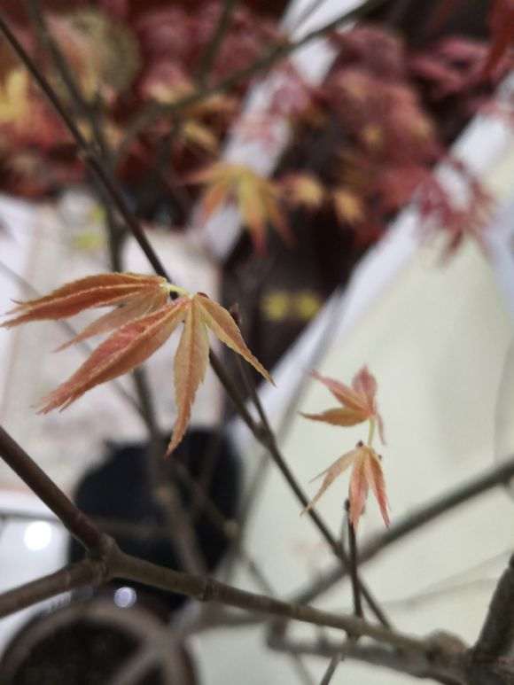 昨天发现红枫下山桩 叶子变绿 怎么办