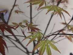 昨天发现红枫下山桩 叶子变绿 怎么办