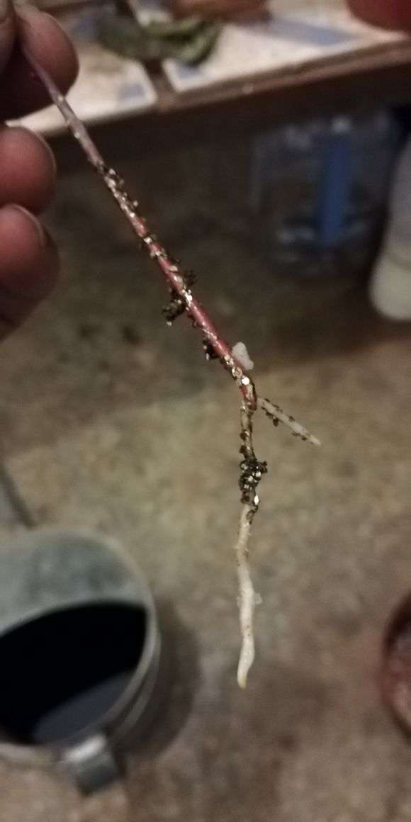 为什么扦插日本红枫下山桩 成活率低