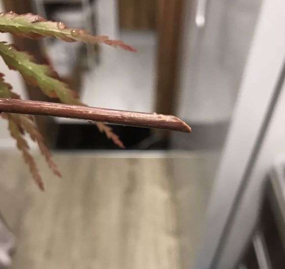 为什么扦插日本红枫下山桩 成活率低