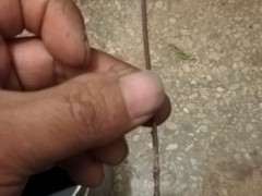 为什么扦插日本红枫下山桩 成活率低