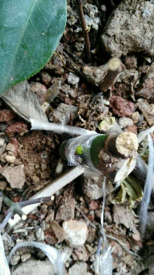  嫁接20天的红枫下山桩 还未萌芽 图片