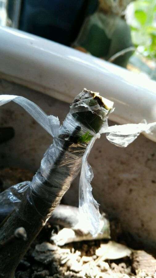  嫁接20天的红枫下山桩 还未萌芽 图片