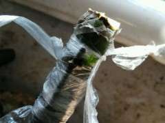 嫁接20天的红枫下山桩 还未萌芽 图片