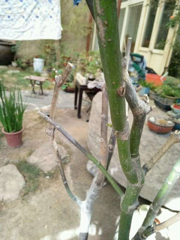红枫下山桩叶子干了之后 只发芽 图片