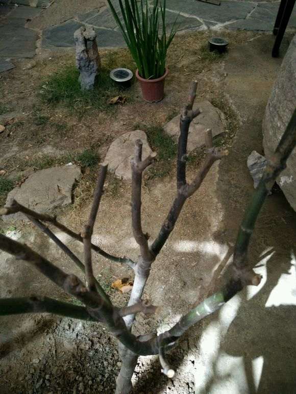 红枫下山桩叶子干了之后 只发芽 图片