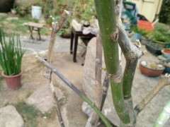 红枫下山桩叶子干了之后 只发芽 图片