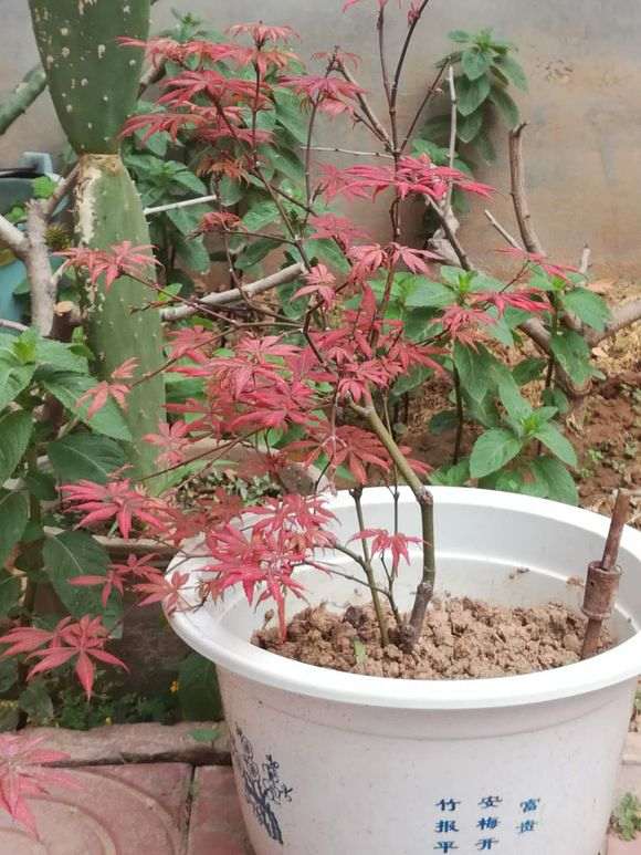 高压红枫下山桩后怎么浇水的方法 图片