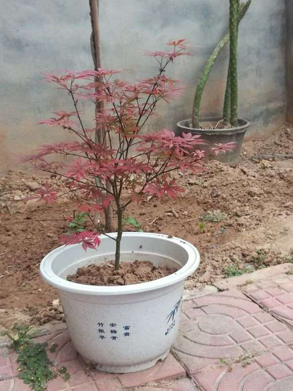 高压红枫下山桩后怎么浇水的方法 图片