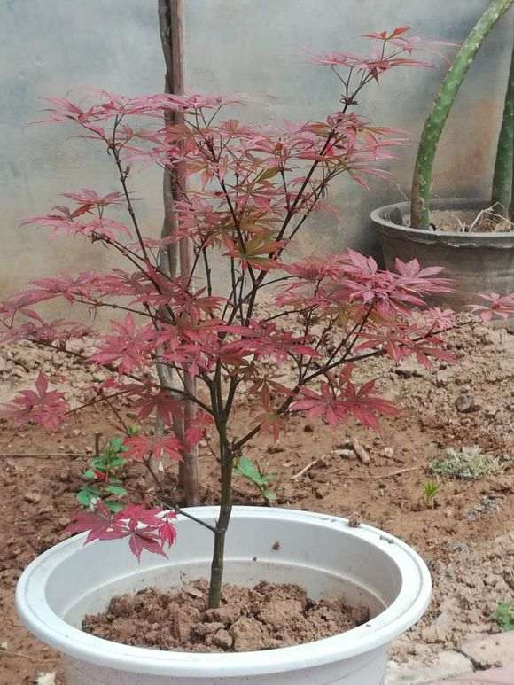 高压红枫下山桩后怎么浇水的方法 图片